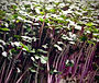 Red Cabbage microgreen