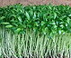 Cilantro microgreen 