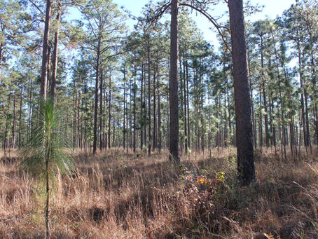 New Paper Brief: longleaf pine recruitment rates