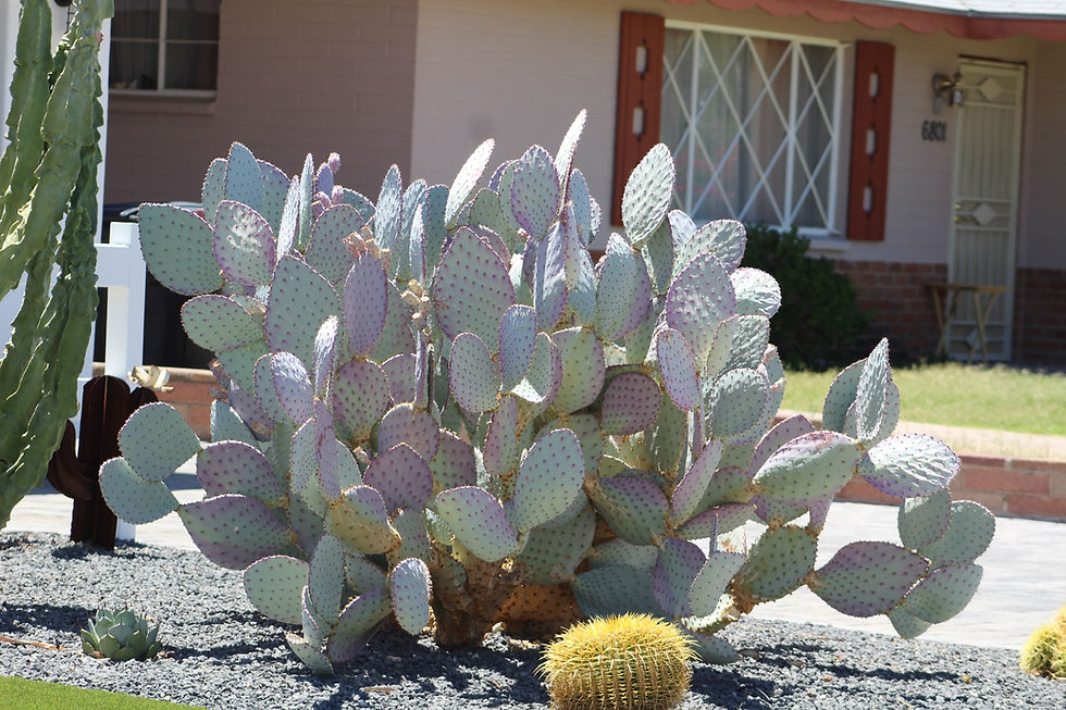 Thumbnail: Santa Rita Prickley Pear