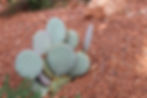 Thumbnail: Santa Rita Prickley Pear
