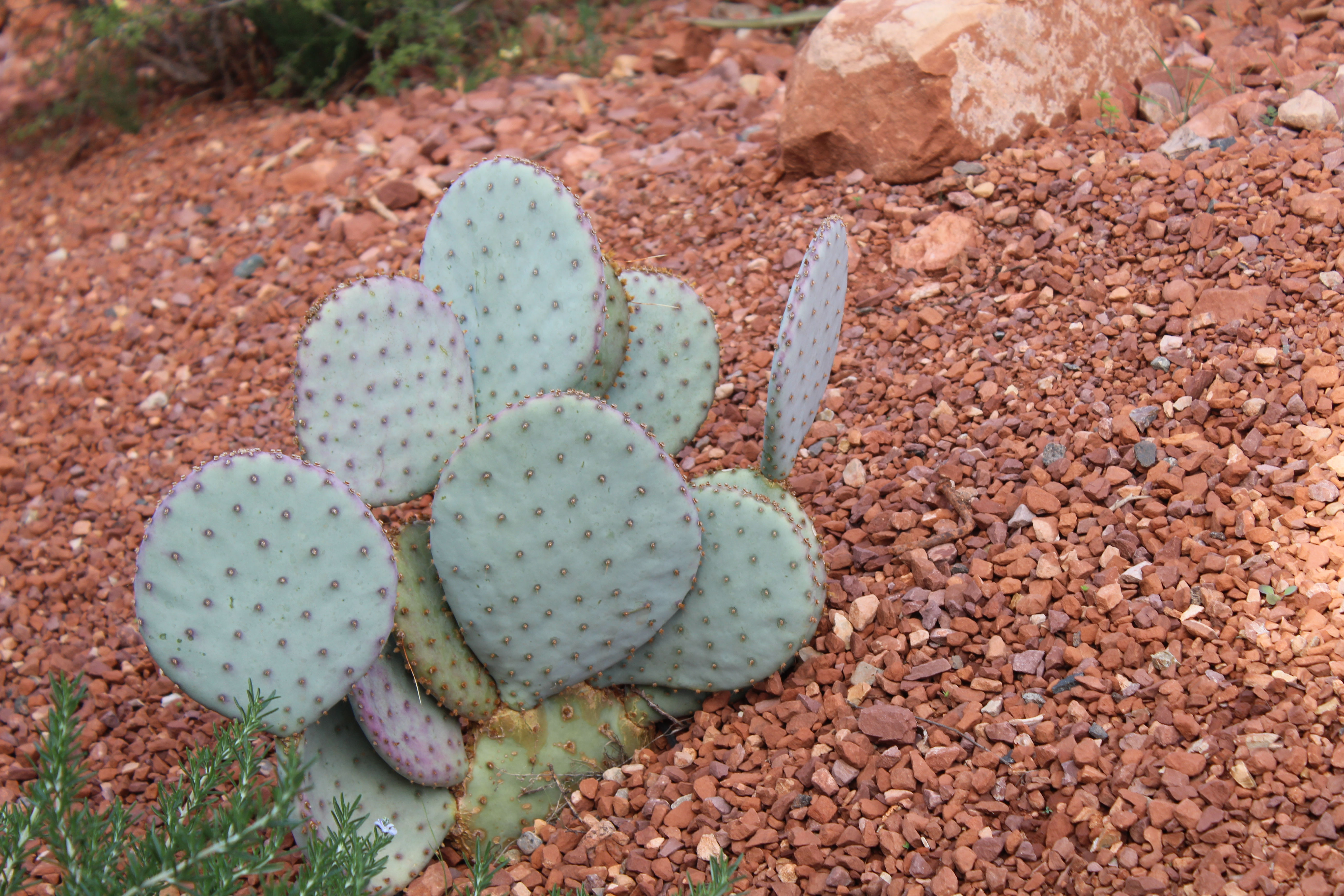 Santa Rita Prickley Pear