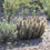Thumbnail: Echinocereus engelmannii clusters