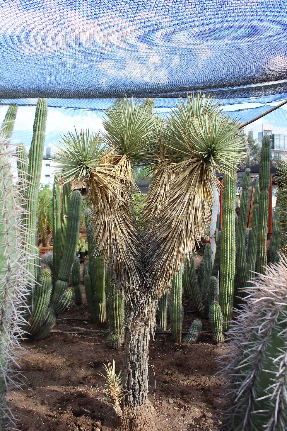Thumbnail: Joshua Tree