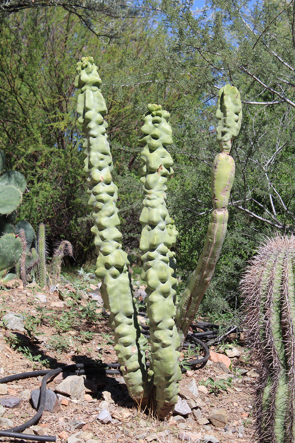 Totem Pole Cactus