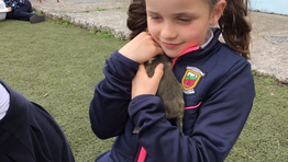 Goslings visit the school!