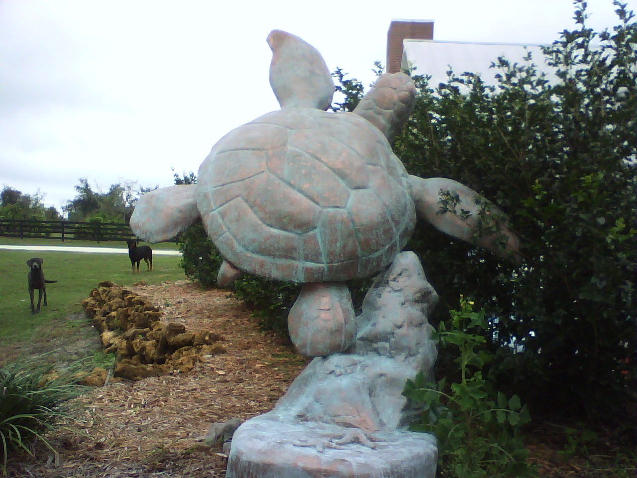 copper turtles back.jpg