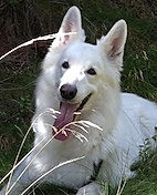 Weißer Schäferhund
