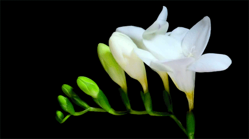 we all are blooming