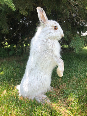 Freeze Dry Taxidermy Pittsburgh Pennsylvania