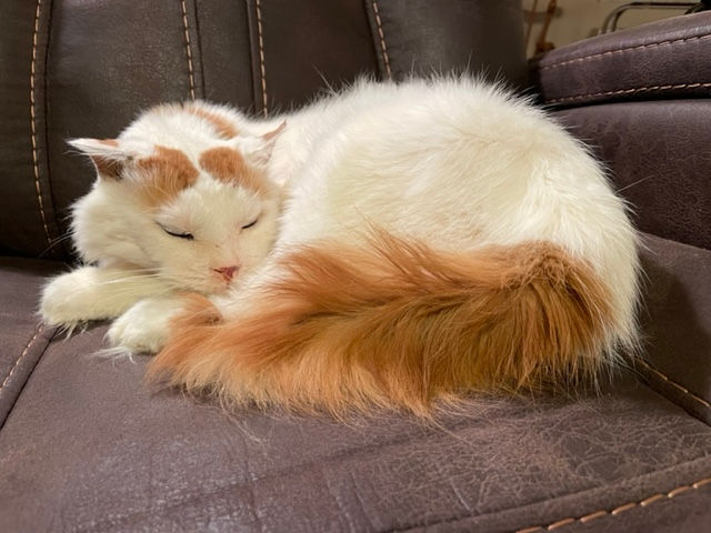 white orange cat