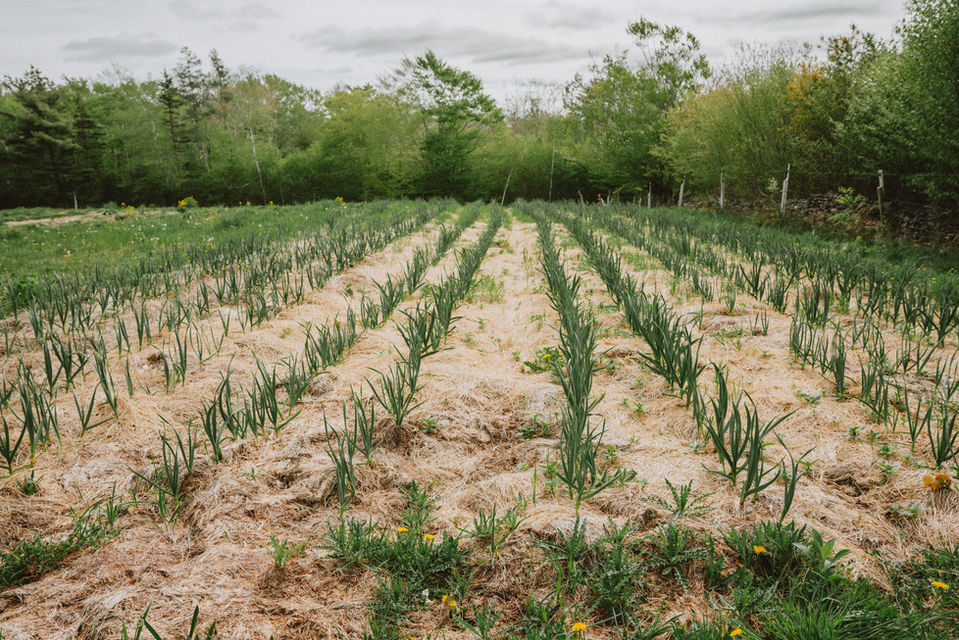 Soil and Plants