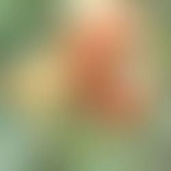 The benefits of ashwagandha