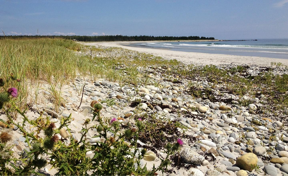 Rocky beach with scattered thistles and grasses. Calm waves and a forested coastline in the distance under a clear blue sky. Peaceful mood.