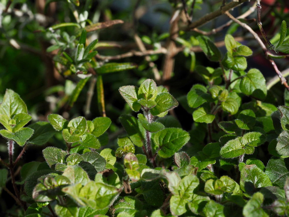 Columba's Wild Irish Healing Herbs Garden, Columbia Hillen
