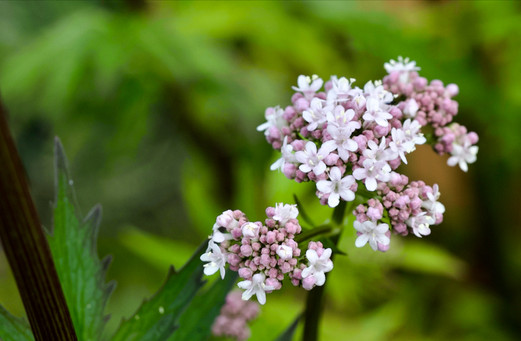 Valerian, anamcara healing herbs, columbia hillen herbalist