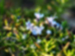 Rosemary, Columbia Hillen .jpeg