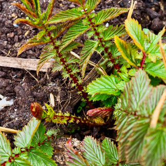anamcara healing herbs garden