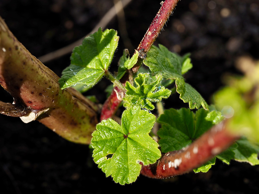 Columba's Wild Irish Healing Herbs Garden, Columbia Hillen