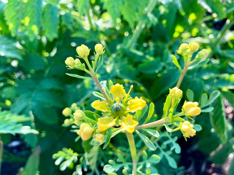 Rue, anamcara healing herbs, columbia hillen herbalist