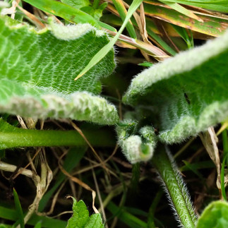 anamcara healing herbs garden