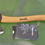 Thumbnail: HULTAFORS HULTAN HATCHET - גרזן שדאות