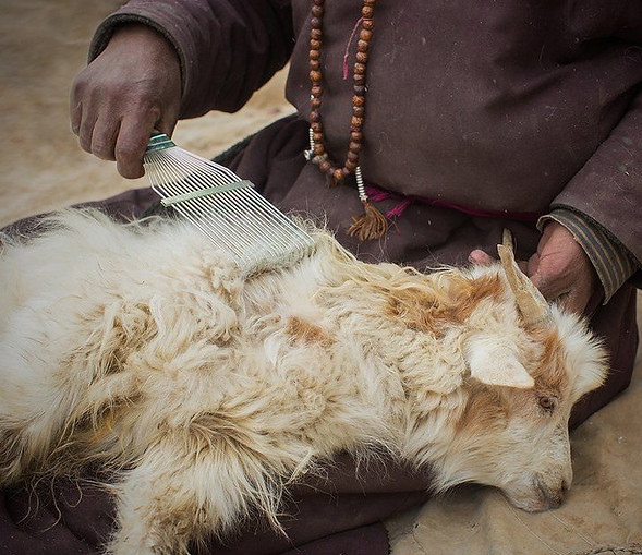 pashmina vs shahtoosh - From goat to Pashmina shawl