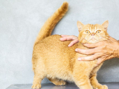 Onde Comprar Tratamento para o Herpesvírus Felino (FHV)