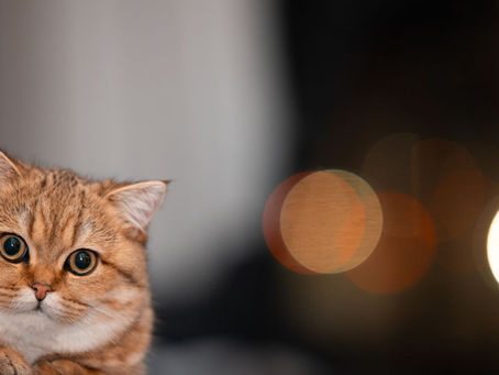 Virus Calici pada Kucing: Gejala, Penularan & CaliciX