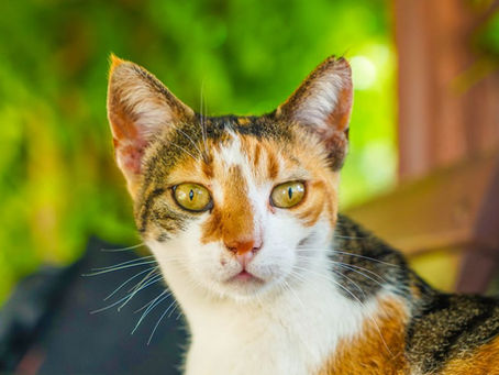 Kucing Demam Tidak Mau Makan: Panduan dan Tanda FIP