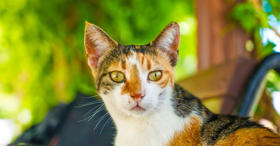 Kucing Demam Tidak Mau Makan: Panduan dan Tanda FIP
