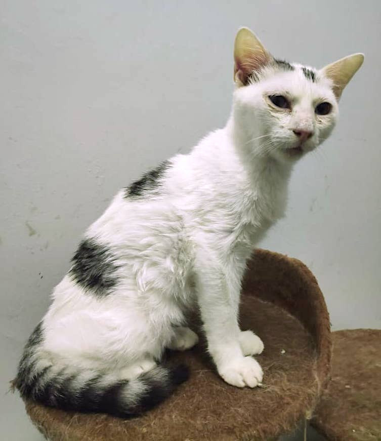 Eine Katze mit neurologischen FIP-Symptomen