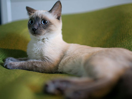 FIP Treatment Cost in Australia and New Zealand: 2025 Guide
