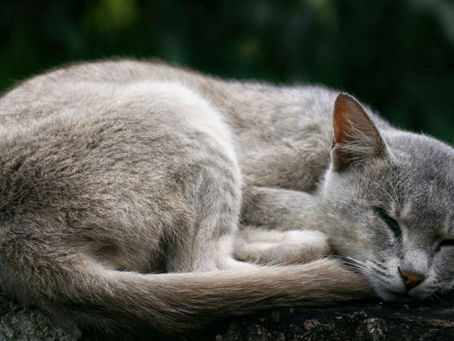 Cat Not Improving on FIP Treatment? Week 2 Expectations