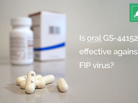 Are Oral Pills Effective Against Feline Infectious Peritonitis (FIP)?