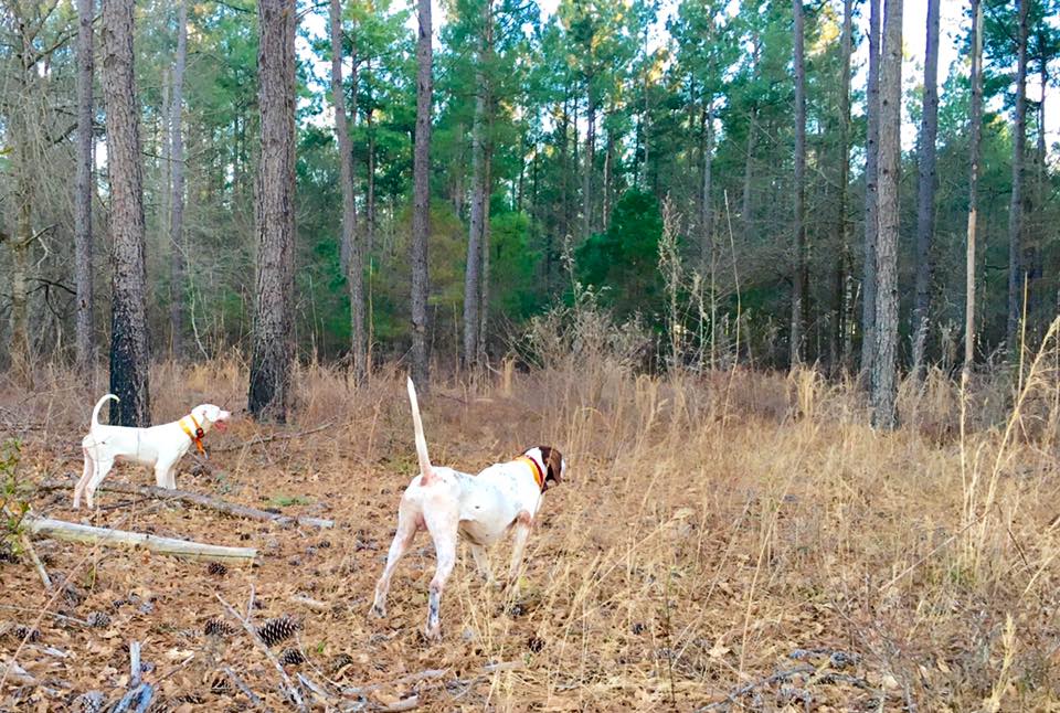 Blackwater | Guided Quail Hunting in SC Low-Country
