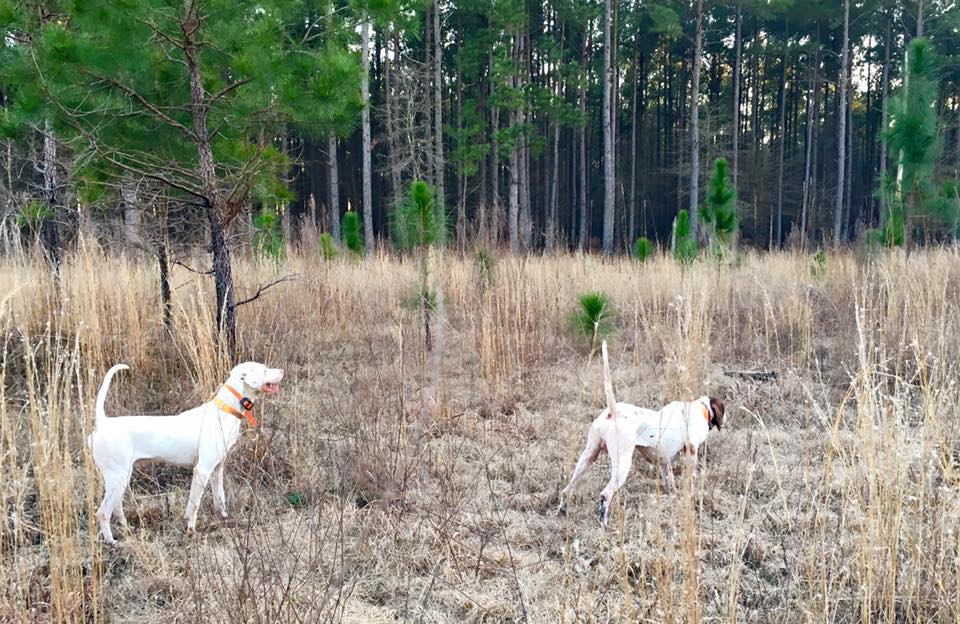 Blackwater Guided Quail Hunting in SC LowCountry