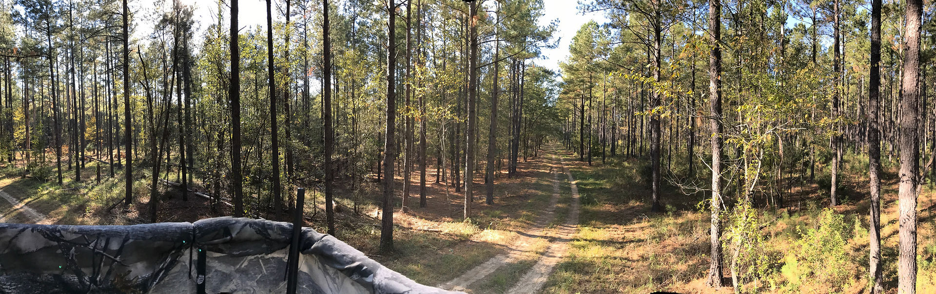 Blackwater Guided Deer, Hog Hunting in SC LowCountry
