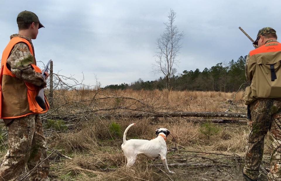 Blackwater Guided Quail Hunting in SC LowCountry