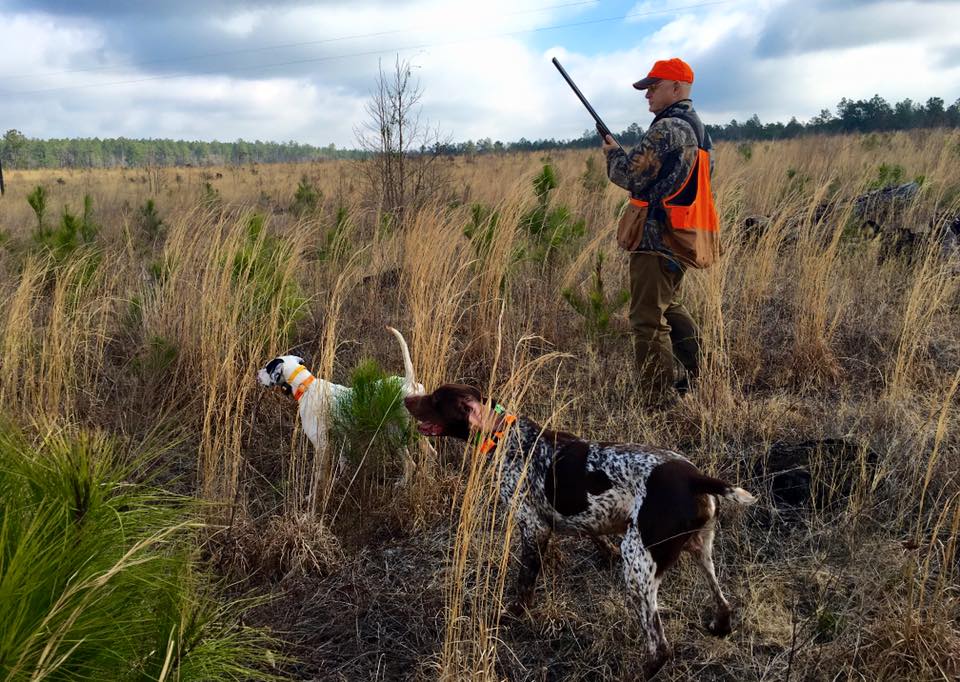 Blackwater | Guided Quail Hunting in SC Low-Country