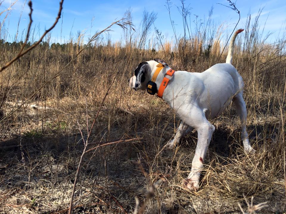 Blackwater Guided Quail Hunting in SC LowCountry