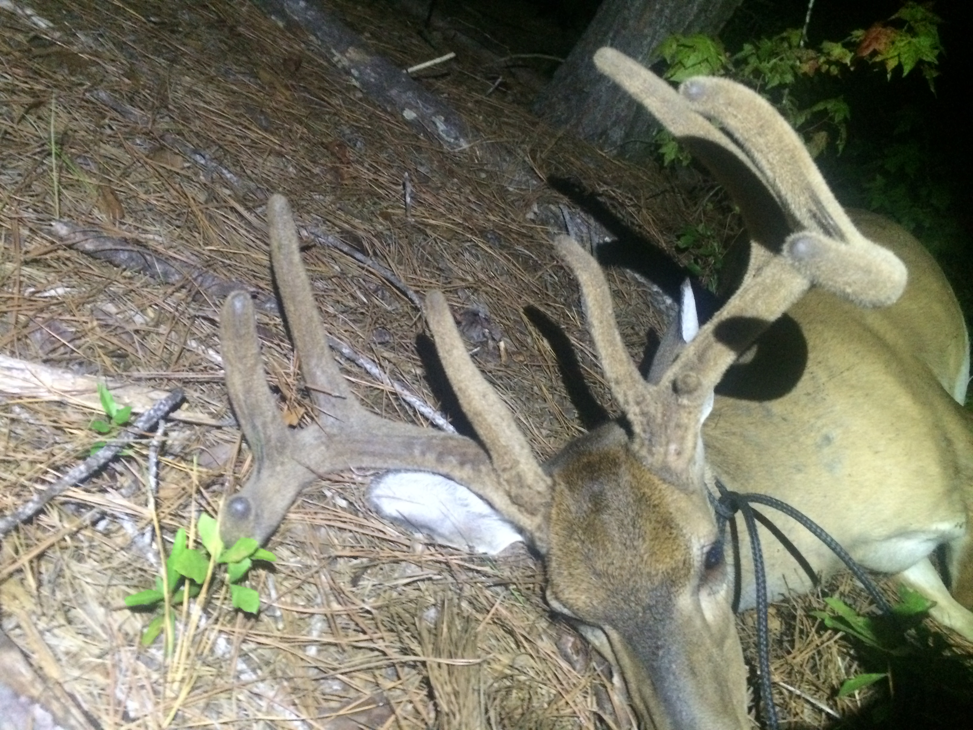 Blackwater Guided Deer Hunting in SC LowCountry