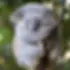 Koalaecardimage.webp