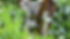 koala 2.jpg