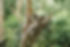 koala-facts.thumb.800.480.jpeg