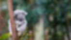 koala 1.jpg