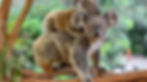 koala 5.jpg