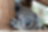 What-is-a-koala.png