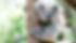 DR_2020-03-01_EastLismore-NSW-AU_Bushfires-FriendsOfTheKoala-KoalasInRehab_StaceyHedman-5D