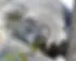 Sleeping-koala-closeup.webp